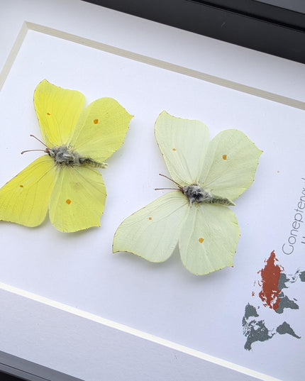 Rhanni's Sailor Butterfly Taxidermy, Ethically Sourced Nature Art, 5x7 Frame