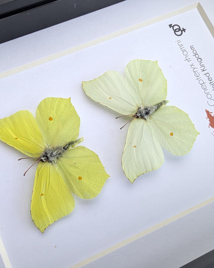Rhanni's Sailor Butterfly Taxidermy, Ethically Sourced Nature Art, 5x7 Frame