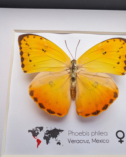 Framed phoebis philea butterfly: orange-barred sulphur, 6"x6" display