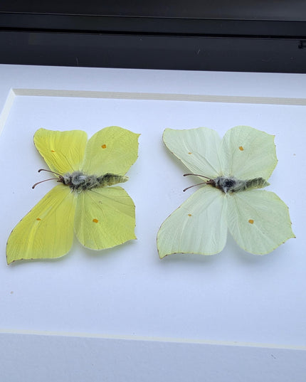 Rhanni's Sailor Butterfly Taxidermy, Ethically Sourced Nature Art, 5x7 Frame
