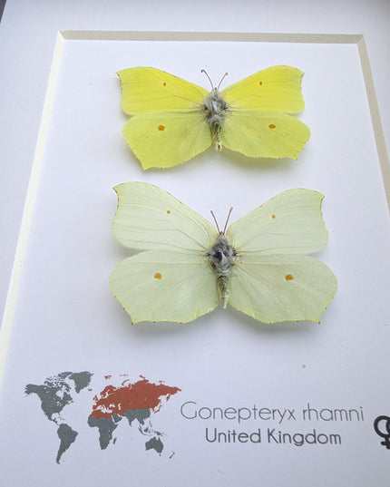 Rhanni's Sailor Butterfly Taxidermy, Ethically Sourced Nature Art, 5x7 Frame