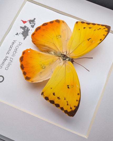 Framed phoebis philea butterfly: orange-barred sulphur, 6"x6" display