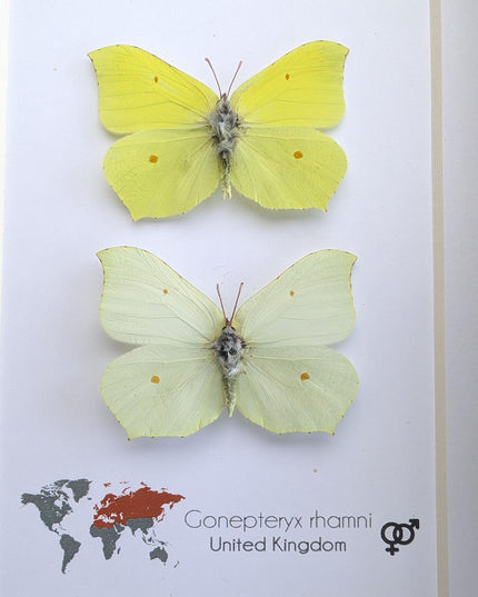 Rhanni's Sailor Butterfly Taxidermy, Ethically Sourced Nature Art, 5x7 Frame