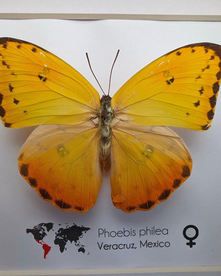 Framed phoebis philea butterfly: orange-barred sulphur, 6"x6" display