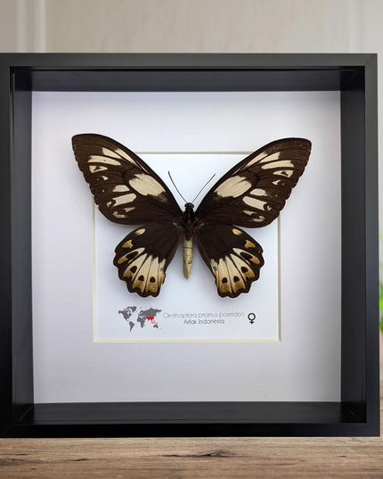 Framed ornithoptera priamus poseidon female butterfly - ethically sourced wall art