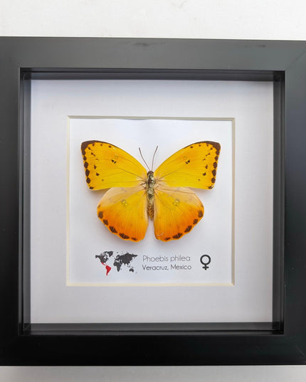Framed phoebis philea butterfly: orange-barred sulphur, 6"x6" display