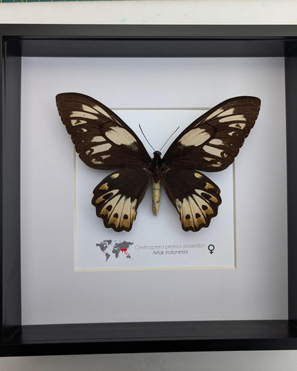Framed ornithoptera priamus poseidon female butterfly - ethically sourced wall art