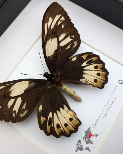 Framed ornithoptera priamus poseidon female butterfly - ethically sourced wall art
