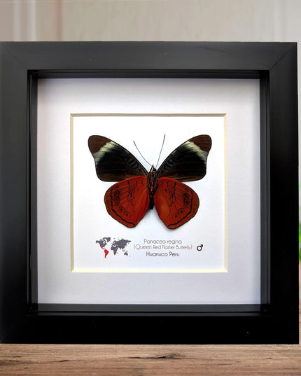 Framed queen flasher butterfly taxidermy: ethically sourced entomology (6x6)