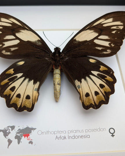 Framed ornithoptera priamus poseidon female butterfly - ethically sourced wall art