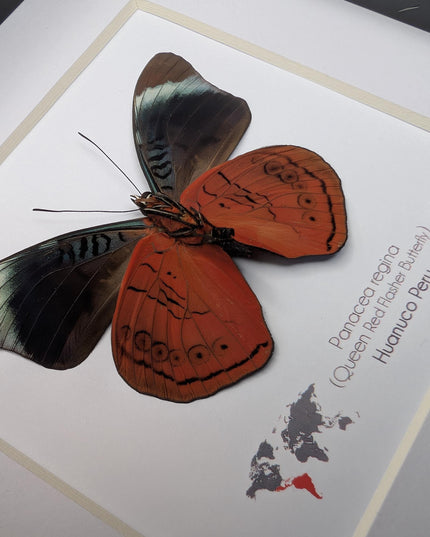 Framed queen flasher butterfly taxidermy: ethically sourced entomology (6x6)