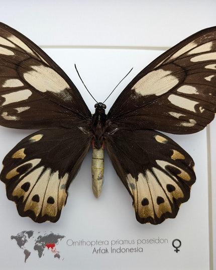 Framed ornithoptera priamus poseidon female butterfly - ethically sourced wall art