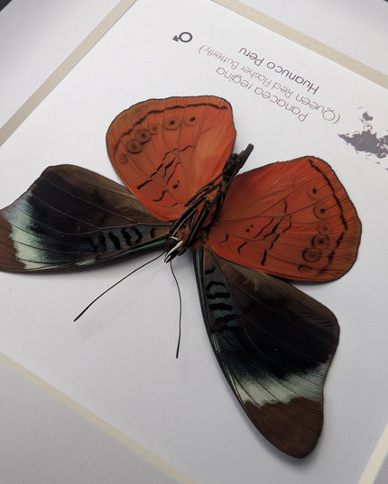 Framed queen flasher butterfly taxidermy: ethically sourced entomology (6x6)
