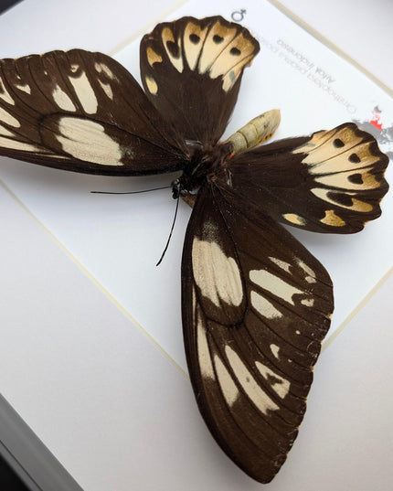 Framed ornithoptera priamus poseidon female butterfly - ethically sourced wall art