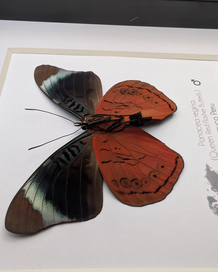 Framed queen flasher butterfly taxidermy: ethically sourced entomology (6x6)