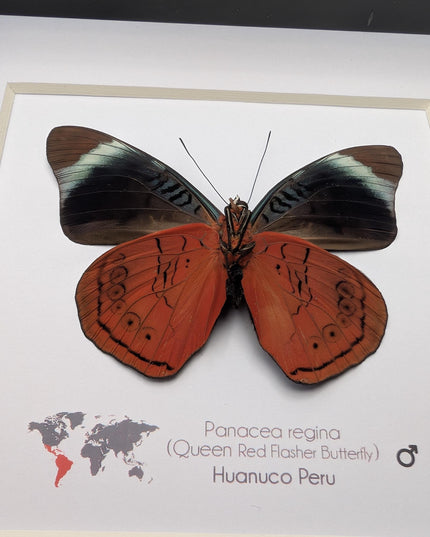 Framed queen flasher butterfly taxidermy: ethically sourced entomology (6x6)