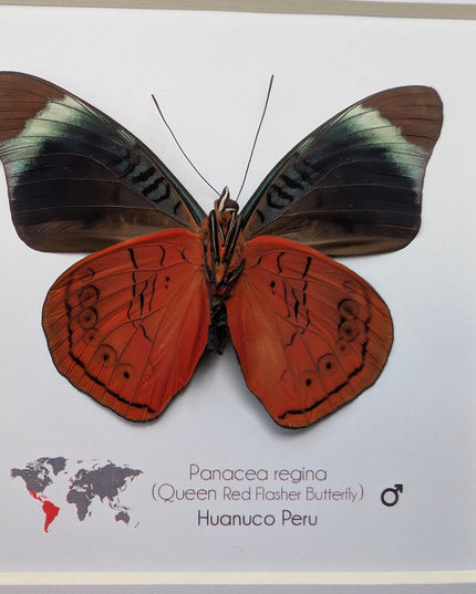 Framed queen flasher butterfly taxidermy: ethically sourced entomology (6x6)