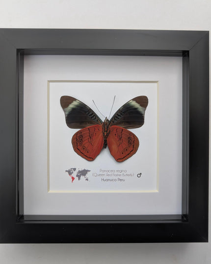 Framed queen flasher butterfly taxidermy: ethically sourced entomology (6x6)