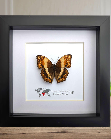 Framed harma theobene butterfly taxidermy: entomology wall art