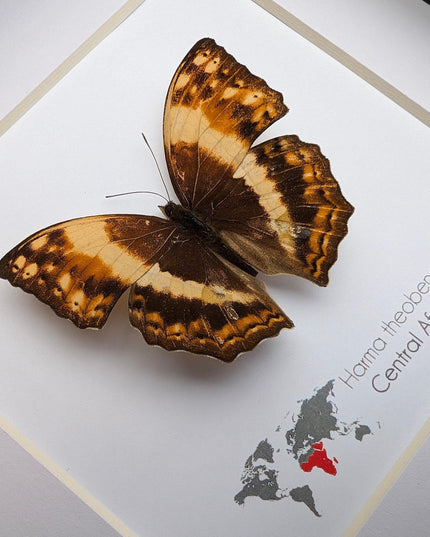 Framed harma theobene butterfly taxidermy: entomology wall art