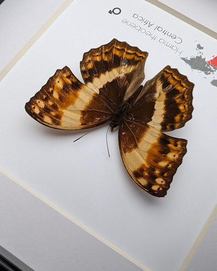 Framed harma theobene butterfly taxidermy: entomology wall art