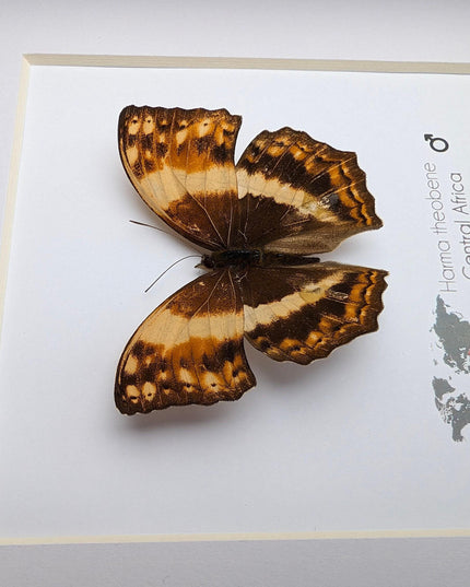 Framed harma theobene butterfly taxidermy: entomology wall art