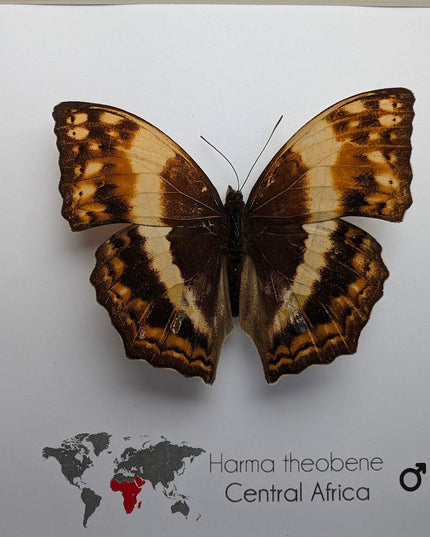 Framed harma theobene butterfly taxidermy: entomology wall art