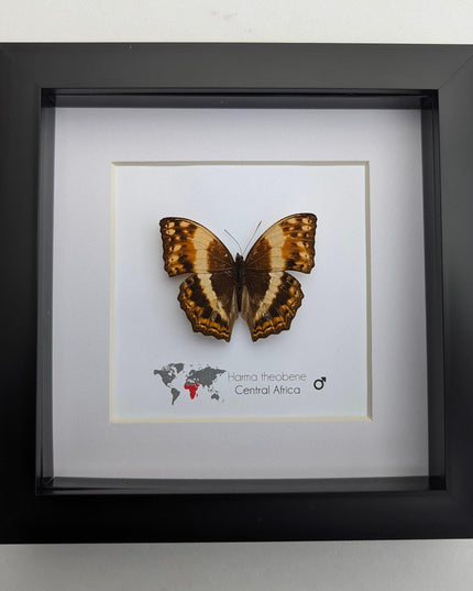 Framed harma theobene butterfly taxidermy: entomology wall art