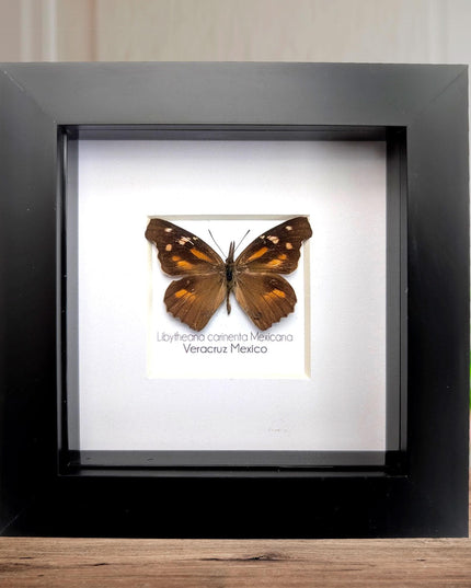 Framed Mexican Snout Butterfly Taxidermy Display, Entomology Gift