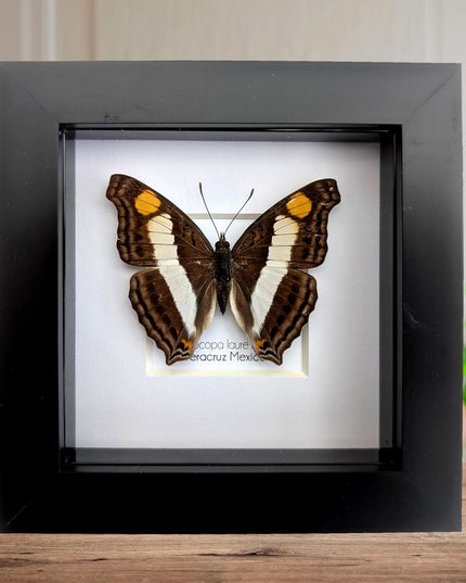 Framed Laure's Emperor Butterfly Taxidermy, Nature Art (4x4)