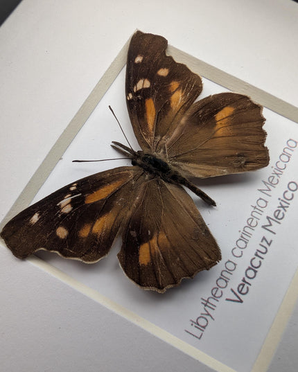 Framed Mexican Snout Butterfly Taxidermy Display, Entomology Gift