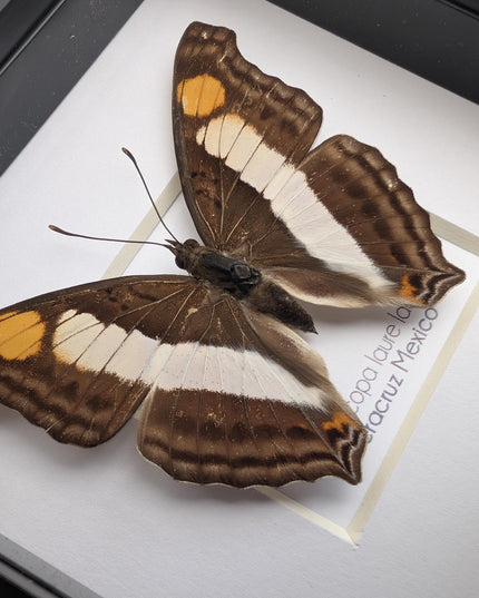 Framed Laure's Emperor Butterfly Taxidermy, Nature Art (4x4)