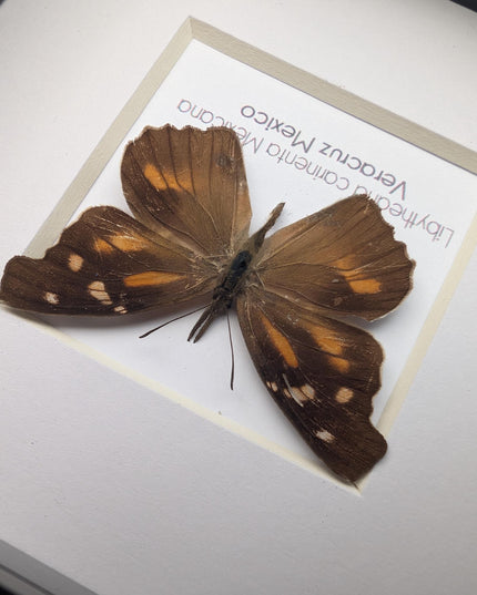 Framed Mexican Snout Butterfly Taxidermy Display, Entomology Gift