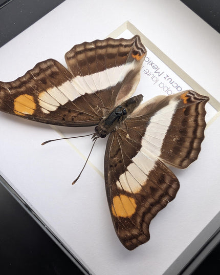 Framed Laure's Emperor Butterfly Taxidermy, Nature Art (4x4)