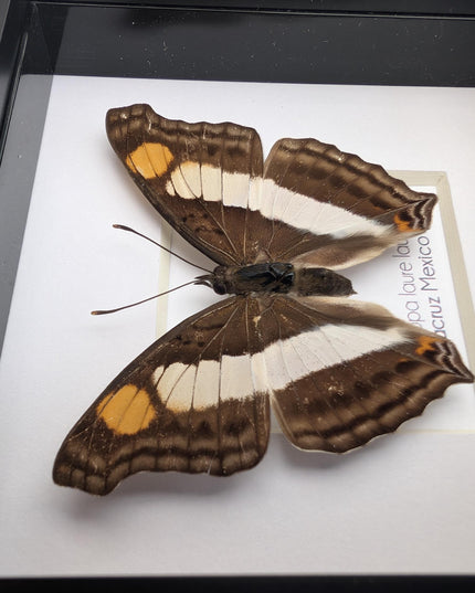 Framed Laure's Emperor Butterfly Taxidermy, Nature Art (4x4)
