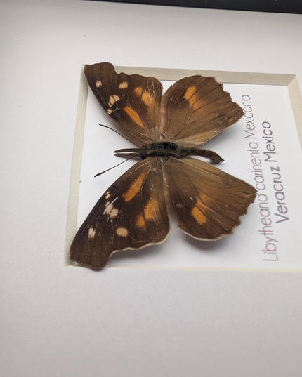 Framed Mexican Snout Butterfly Taxidermy Display, Entomology Gift