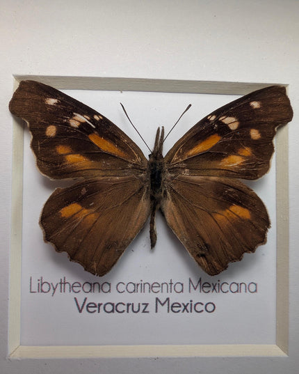 Framed Mexican Snout Butterfly Taxidermy Display, Entomology Gift