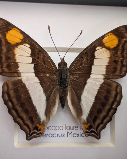 Framed Laure's Emperor Butterfly Taxidermy, Nature Art (4x4)