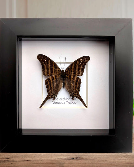 Framed Many-Banded Daggerwing Butterfly, Taxidermy Nature Art (4x4)