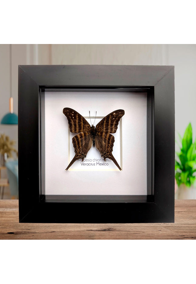 Framed Many-Banded Daggerwing Butterfly, Taxidermy Nature Art (4x4)