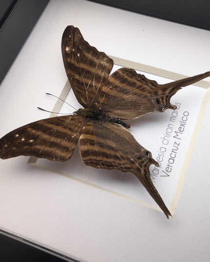 Framed Many-Banded Daggerwing Butterfly, Taxidermy Nature Art (4x4)
