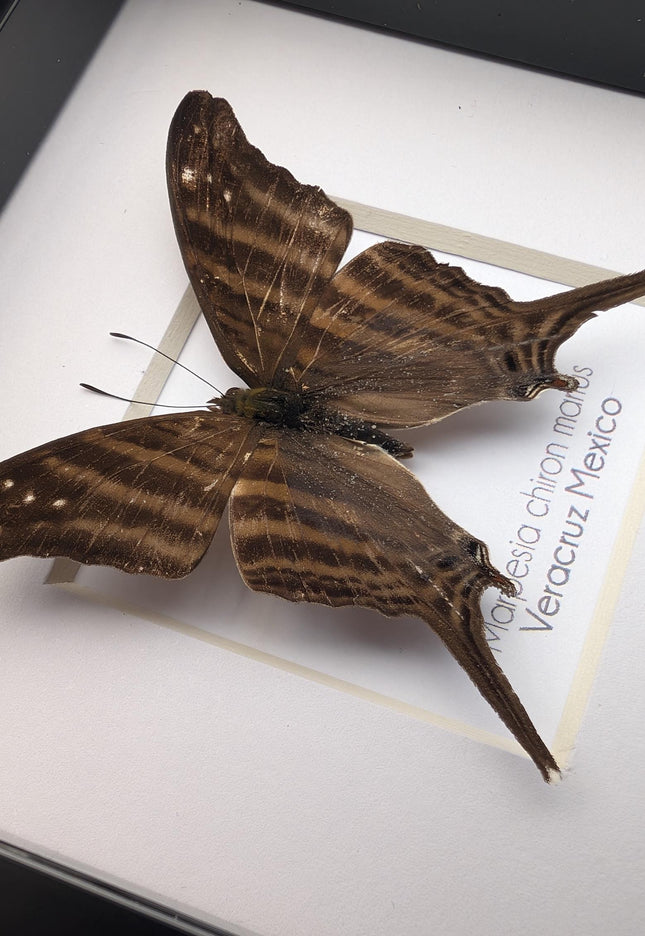 Framed Many-Banded Daggerwing Butterfly, Taxidermy Nature Art (4x4)