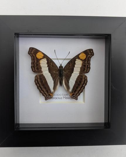 Framed Laure's Emperor Butterfly Taxidermy, Nature Art (4x4)