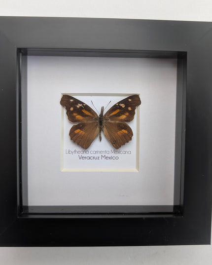 Framed Mexican Snout Butterfly Taxidermy Display, Entomology Gift