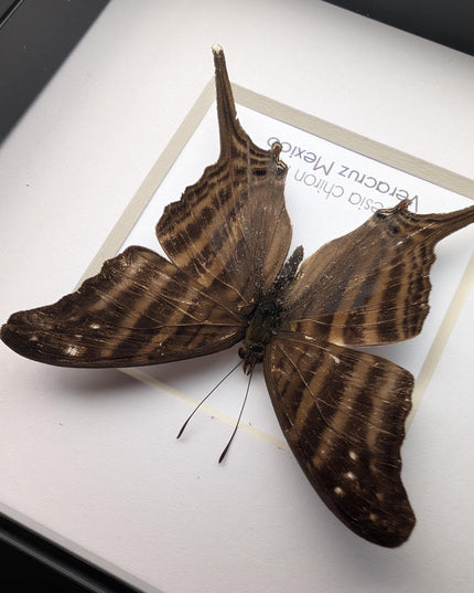 Framed Many-Banded Daggerwing Butterfly, Taxidermy Nature Art (4x4)