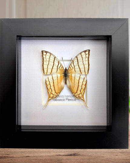 Framed Pale Daggerwing Butterfly, Entomology Display (4x4")
