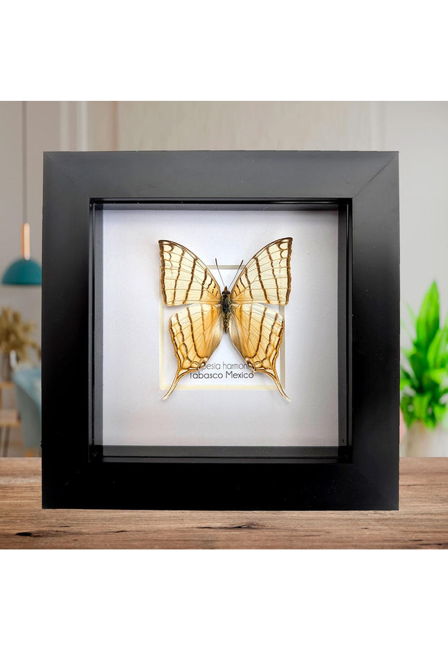 Framed Pale Daggerwing Butterfly, Entomology Display (4x4")