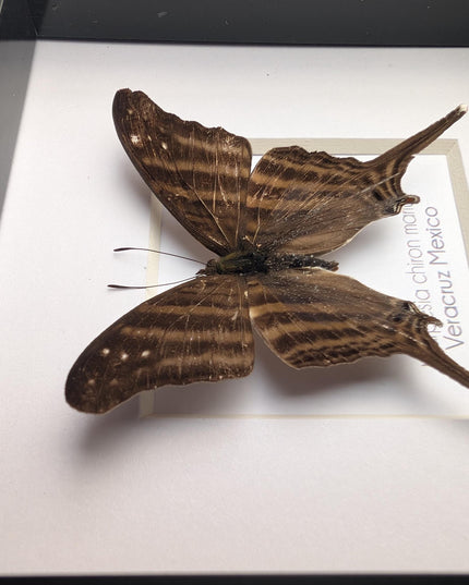 Framed Many-Banded Daggerwing Butterfly, Taxidermy Nature Art (4x4)