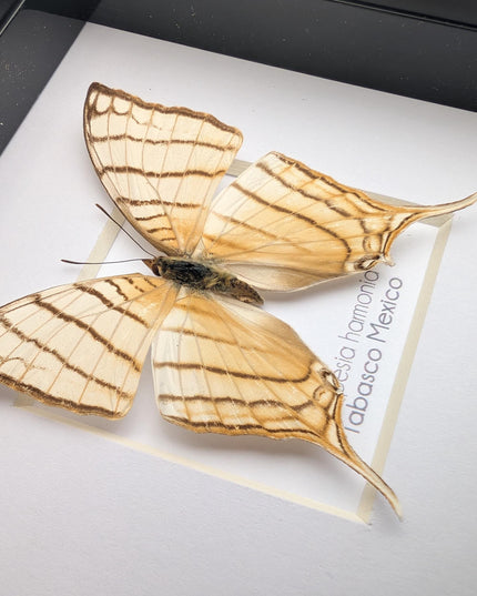 Framed Pale Daggerwing Butterfly, Entomology Display (4x4")