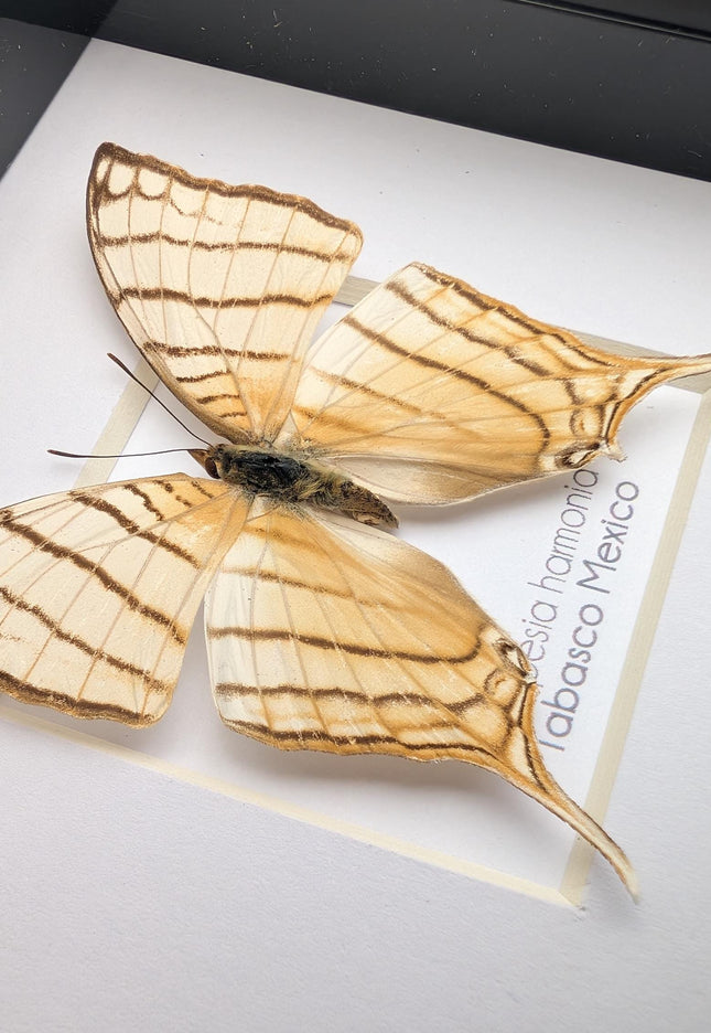 Framed Pale Daggerwing Butterfly, Entomology Display (4x4")